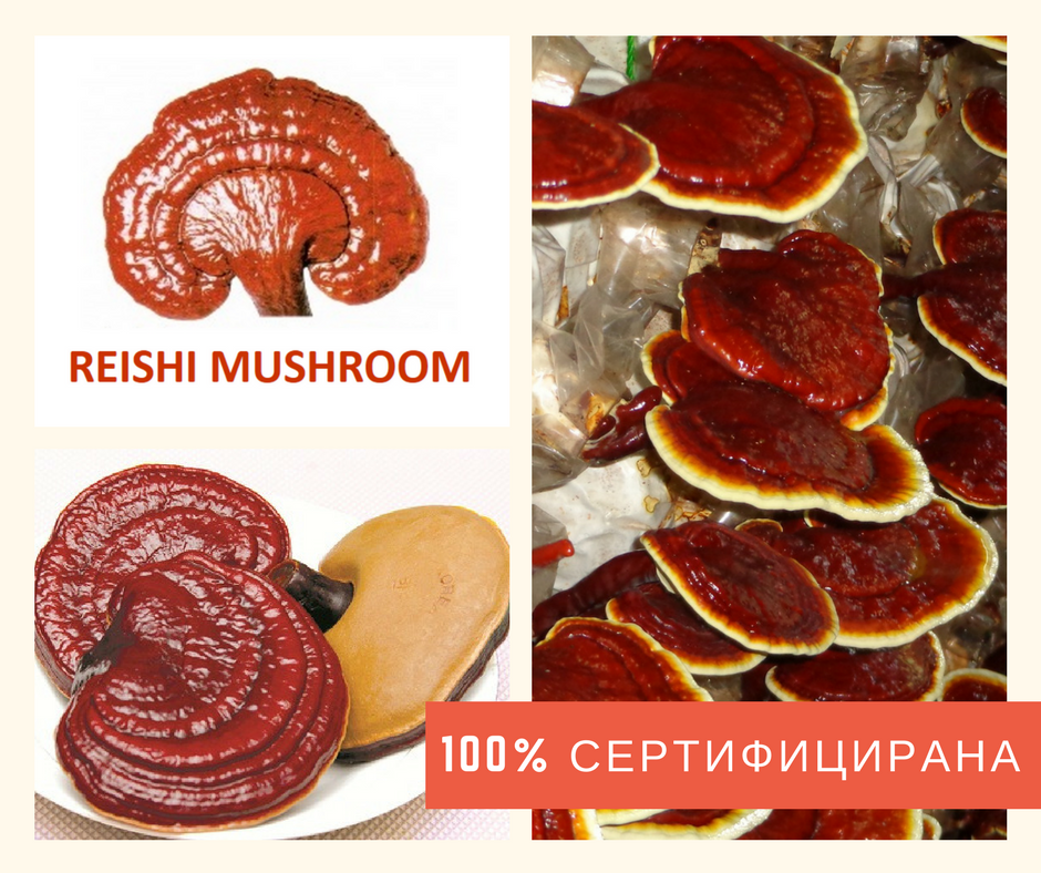 Гъба Рейши